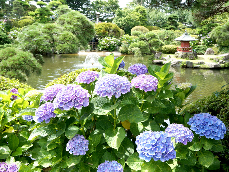 第47回水戸のあじさいまつり 水戸市の観光情報サイト 水戸旅 公式 水戸観光コンベンション協会