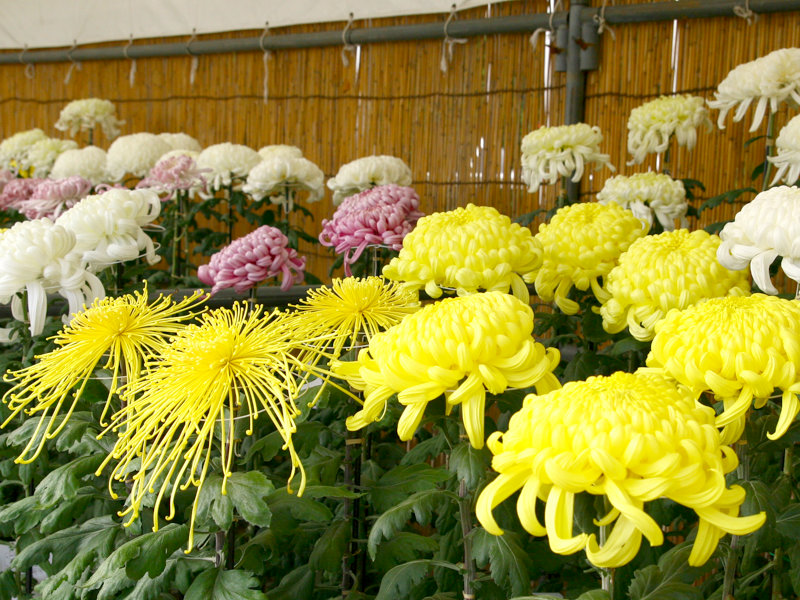 水戸の菊花展