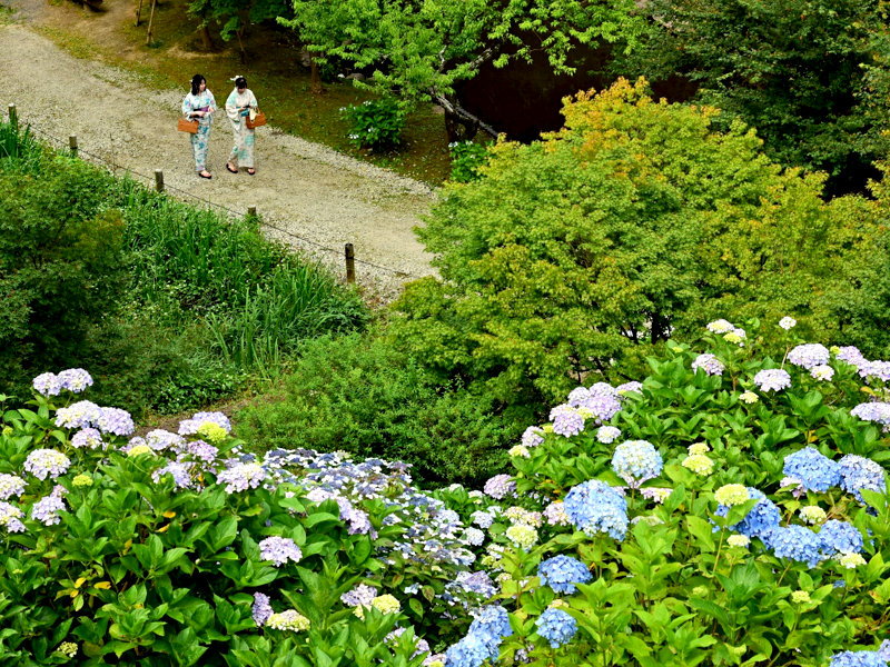 準特選「浴衣でお花見」 準特選「浴衣でお花見」
