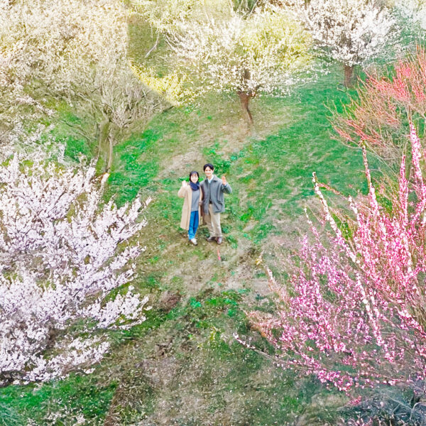 ドローン撮影画像