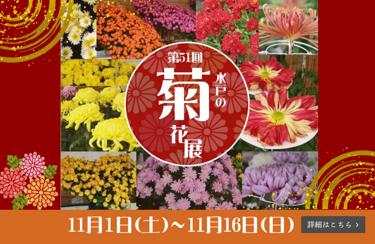第51回水戸の菊花展（ 令和7年11月1日（土）～11月16日（日））