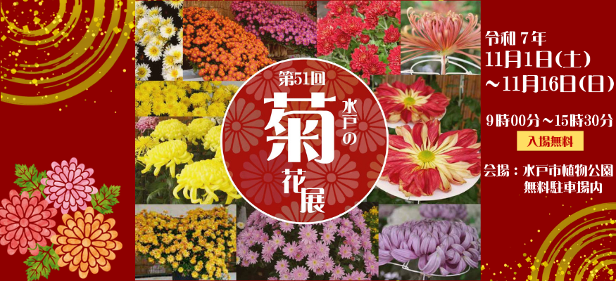 第51回水戸の菊花展