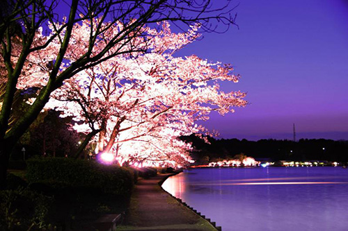 千波湖畔の桜ライトアップ