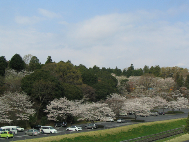桜山写真