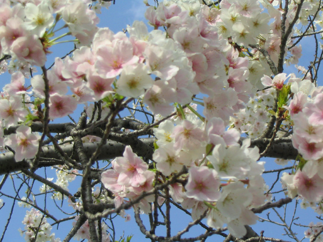 千波湖畔の桜写真