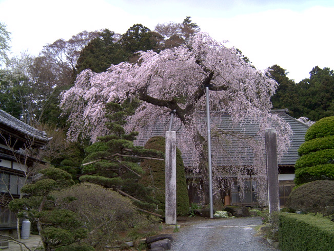 有賀神社の桜写真写真