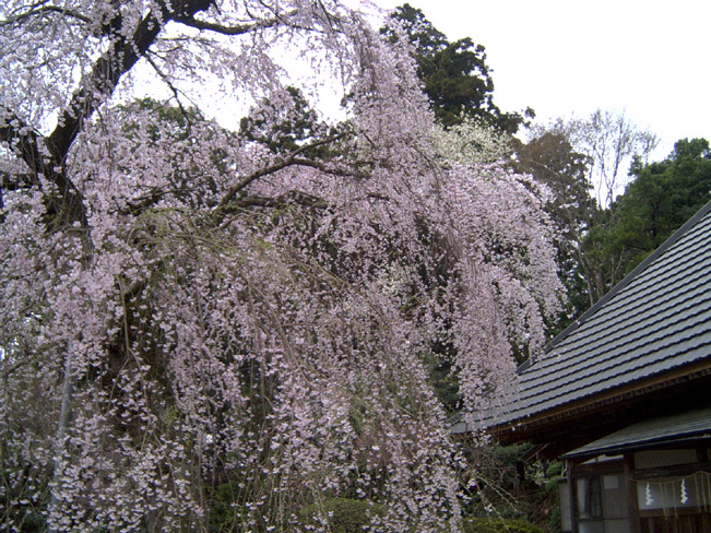 有賀神社の桜写真写真